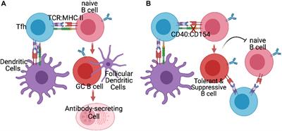 Regulation of Alloantibody Responses